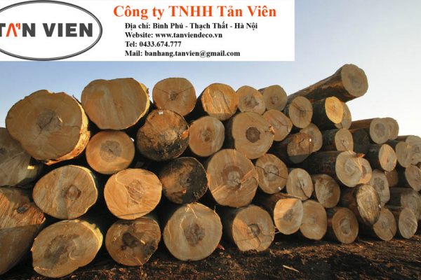 gỗ beech tròn tại Hà Nội