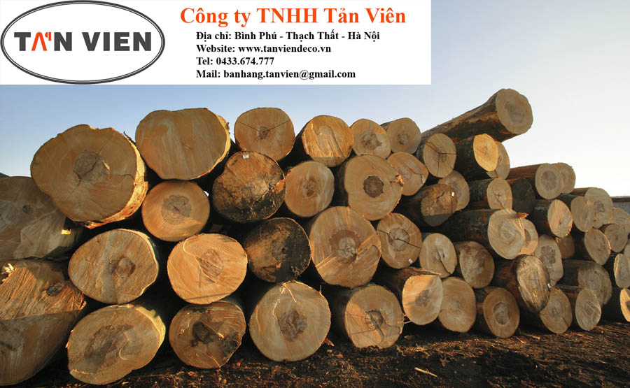 gỗ beech tròn tại Hà Nội
