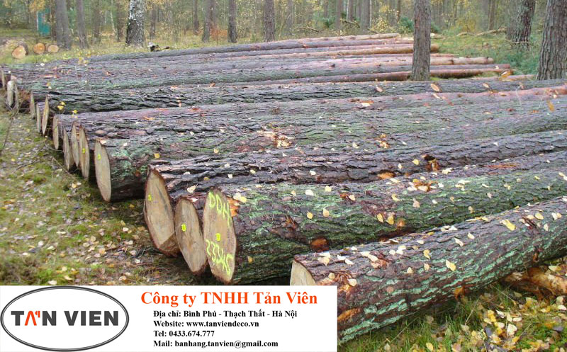 gỗ thông nguyên liệu nhập khẩu tại Hà Nội