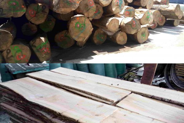 gỗ tần bì nguyên liệu tại hà nội